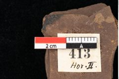 Foto (Detailansicht) von Smilax grandifolia Unger (NHMW-GEO-2024-0188-0413)
